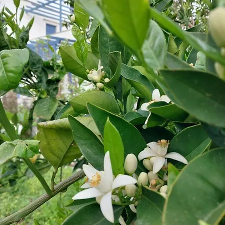 Saint Louis 4* Ándros