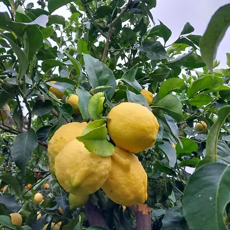 アパートホテル Saint Louis 4*