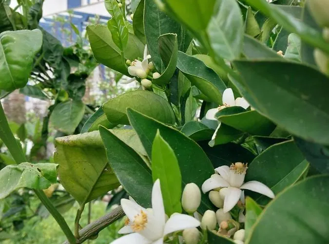 Saint Louis 4* Άνδρος