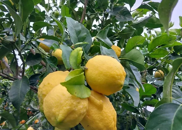 Ξενοδοχείο με διαμερίσματα Saint Louis 4*